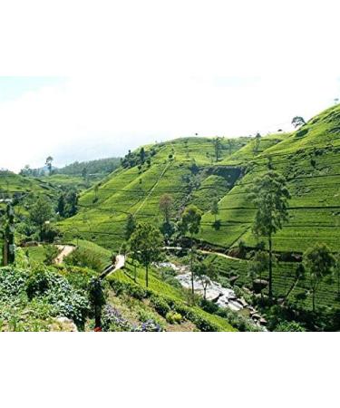 Mortier's Ceylon Ginger Tea Bags - Buy Online on GoSupps.com