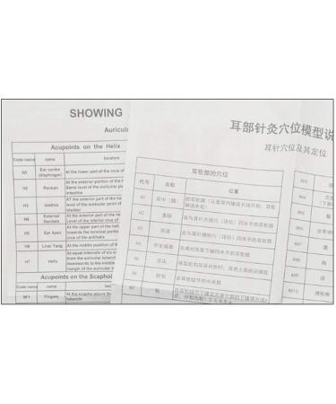 Human Body Model Acupuncture Pressure Points and Meridians 40cm - Buy Online on GoSupps.com