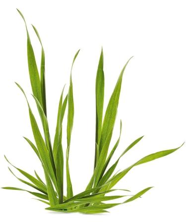 Yves Rocher BB Cream Sublime Complexion Medium Shade 50ml - Brand New Sealed - Buy Online on GoSupps.com