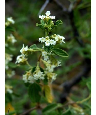 Sun-dried Mexican oregano 20 g in a glass bottle - Buy Online on GoSupps.com