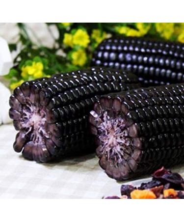 PLAT Firm Germinazione dei semi: 10 SEMI blu del cereale Hopi di mais Thailandia chip Rare e blu mais Pancake Mix