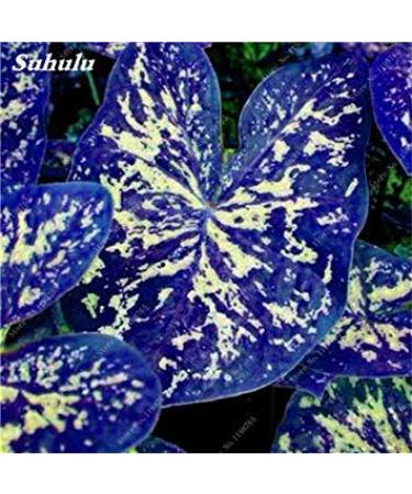 10: 10 pezzi rari Semi Seagrapes avanzata Frutta Seme la crescita naturale Uva In Acqua Delicious molto difficile da trovare Ricca non-OGM 10