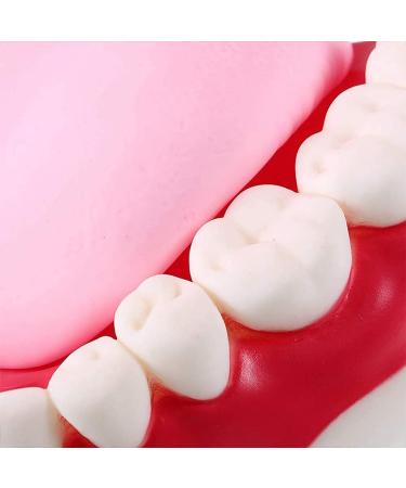Gljy Dental Clinic Standard Model - Ideal for Teeth & Gum Demonstrations | Easy to Use & Maintain - Buy Online on GoSupps.com