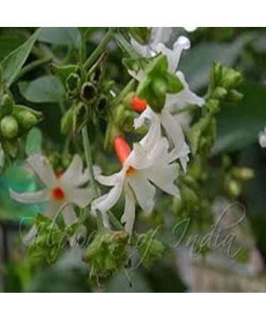 Tanirika Parijat dried leaves Harshringar Patta 500 gm - Buy Online on GoSupps.com