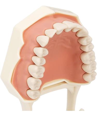 High-Scaled 32-Teeth Dental Model with Soft and Solid Gums for Training | Ideal for Dentists & Educators - Buy Online on GoSupps.com