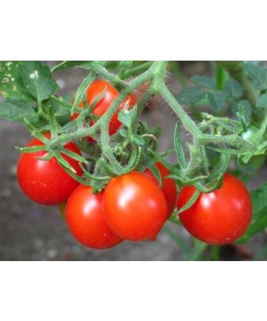 30 Riesentraub Tomato 2018 (All Non-ogm semi-cimel Vegetable!)