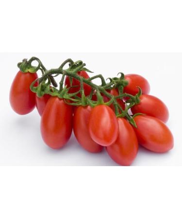  La Rosina 24 x La Rosina Tomodorino Datterino di Colline Italian cherry tomatoes 400g box - Buy Online on GoSupps.com