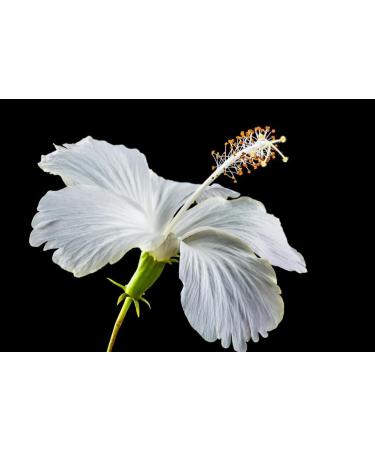 Hibiscus White dried Flower and Petals 125 g sorrel Bissap organic natural no preservatives. Premium grownand sun dried in Senegal - Buy Online on GoSupps.com