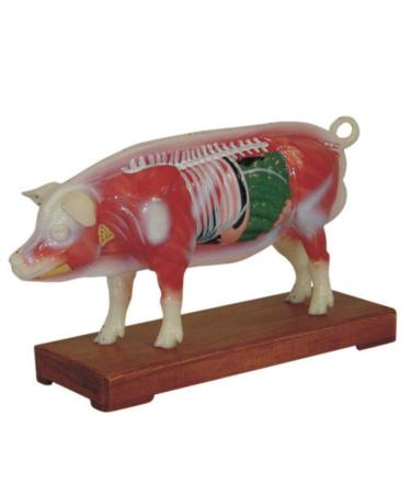 Acupuncture Pig Model Veterinary Acupuncture Animal Anatomy Model Medical Training Aid