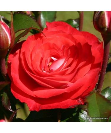 Kordes Rigo-roos - Modern Tea Rose 'Plants and Flowers' - Plant-o-fix