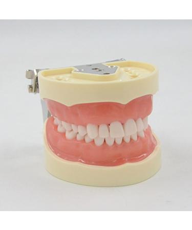 Buy WUURAA 32 Typodont - Removable Demonstration Teeth for Dental Education | International Shipping Available - Buy Online on GoSupps.com