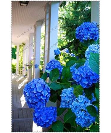 50 PcsBag Hydrangea Seeds Hydrangea Flower Beautiful Hydrangea Flower Seeds Natural Growing for Home Garden Planting - Buy Online on GoSupps.com