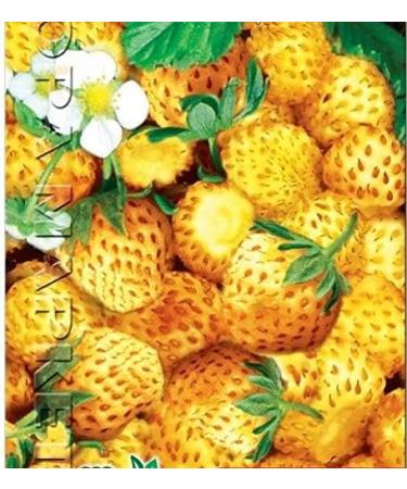 Portal Cool Golden Strawberry dessert perpetual yellow seeds Ukrainian Strawberry 004 G - Buy Online on GoSupps.com
