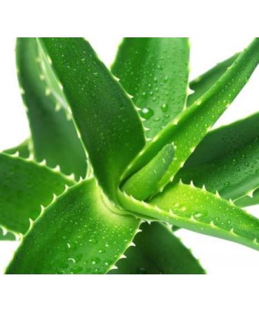 Aloe Vera Gel with Pump Dispenser - Natural Skin Treatment for After Sun, Hair Removal & Shaving (250ml) - Buy Online on GoSupps.com