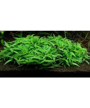 Staurogyne Repens - Live Aquarium Plants - Buy Online on GoSupps.com