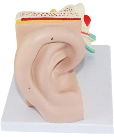 Human Ear Anatomical Magnification Template Removable Ear Template Texture Template Inner Ear Maze Suitable for Medical Teaching - Buy Online on GoSupps.com