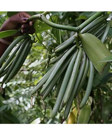 100% Natural Bourbon Vanilla Powder from Madagascar - 20gr Net Ground Whole Vanilla Pod - Buy Online on GoSupps.com