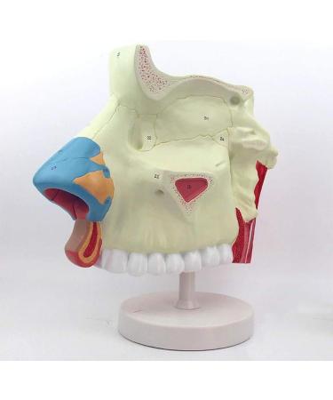 3 Times Anatomical Model of Nasal Cavity Showing Nasal Bone and Cartilage Section of Nasal Fronta and The Jaw are Represented - Buy Online on GoSupps.com