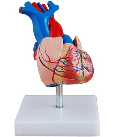 Educational Model Human Anatomical Heart Model Human Organ Anatomical Model Heart Model Detachable 2 Parts Science Anatomy Heart Model Medical Models - Buy Online on GoSupps.com