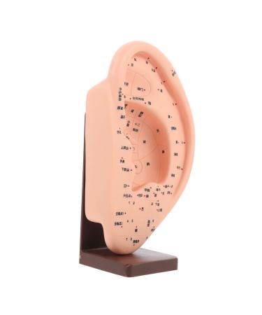 SOLUSTRE 1pc Ear Massage Model Massage Tools Points Model Natural Size Human Ear Human Ear Model Ear Model Tool with Base Ear Acupoint Model with Base Ear Display Model Vinyl with Base Mold