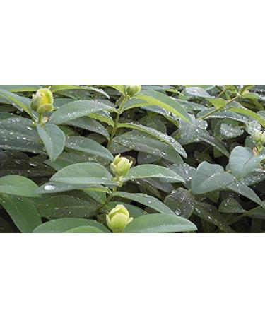 Home Comforts Flowers Large Cup-st John's Wort St John's Wort-20 Inch By 30 Inch Laminated Poster With Bright Colors And Vivid Imagery-Fits Perfectly In Many Attractive Frames