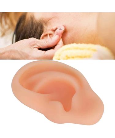 Professional Simulated Ear Model for Acupuncture - High-Quality Instructor Display - Buy Online on GoSupps.com