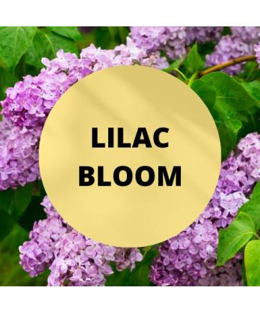 Black Canyon Lilac Bloom Scented Body Spray with Jojoba Oil 1 Gal (2 Pack) - Buy Online on GoSupps.com