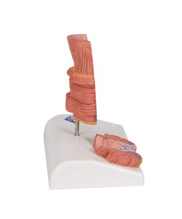 3B Scientific K27 Hemorrhoid Model with Smart Anatomy | Educational Tool - Buy Online on GoSupps.com