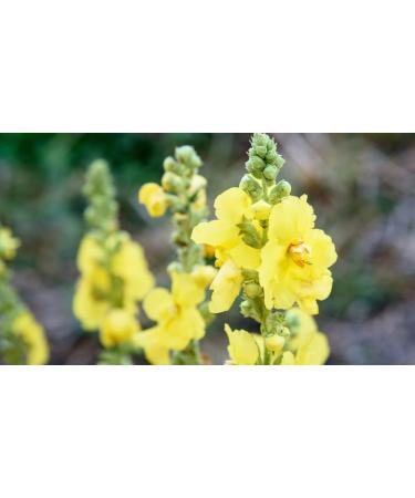 Organic Mullein Leaf Tea Bags for Lung Cleanse & Detox - Natural Herbal Blend for Respiratory Health & Immune Support - Caffeine-Free - 50 Bags - Buy Online on GoSupps.com