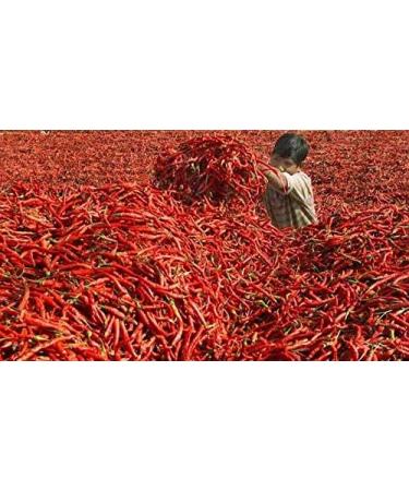 Dried Andhra Chillies/Sigappu Milagai/Organic Dry Red Chillies 1000g - Buy Online on GoSupps.com