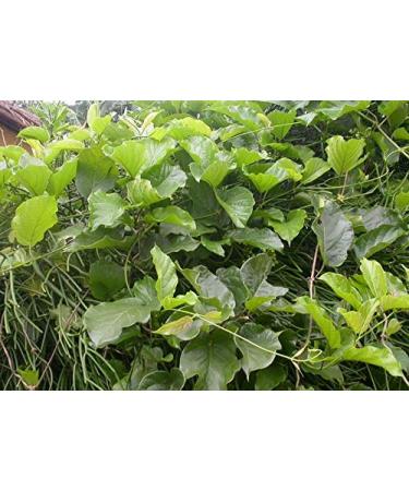 14g Mondia Whitei White Ginger Root Bark Powder - Pure Organic Sun Dried Natural Supplement - Buy Online on GoSupps.com