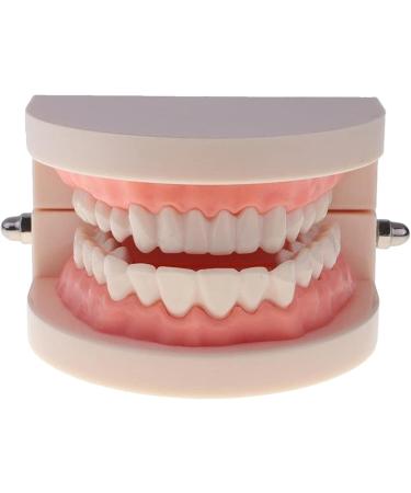 2 Sets of 1:1 Human Teeth Model with Toothbrush - Ideal for Dental Care Education & Prosthesis Study for Students - Buy Online on GoSupps.com