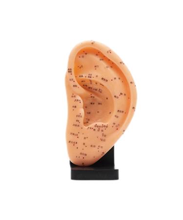 Ear Acupoint Model 9" Human Ear Acupuncture Anatomical Model with Acupuncture Points Anatomy Professional Medical Model Teaching Aids