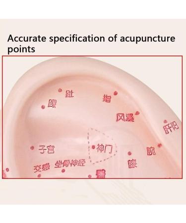 Fhuili 13 cm Ear Acupuncture Model - HD Lettering for Medical Learning | Human Acupuncture & Meridian Points - Buy Online on GoSupps.com