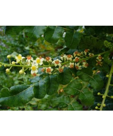 bodi : Boswellia Serrata 65% Boswellic-AcidPowder | 4oz to 2lb | Pure Natural Chemical Free (16 oz) 16 Ounce - Buy Online on GoSupps.com