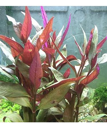 PondPlantsUK 2 x Live Plants for aquascaping mosses Fern Tropical Aquatic Plants in Ceramic Weights (Althernanthera Cardinalis) - Buy Online on GoSupps.com