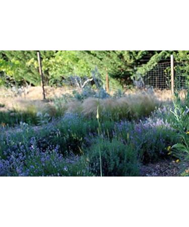 Magnesium Oil Topical Spray with Biodynamic Lavender and Rosemary Hydrosols (4 Oz) - Buy Online on GoSupps.com