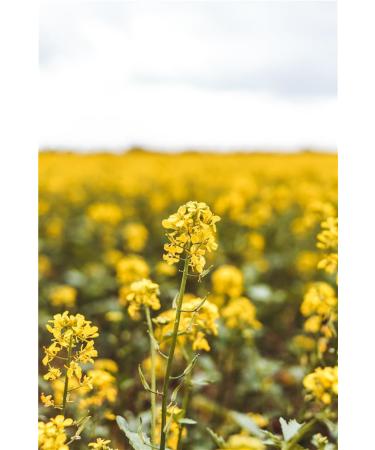  Alba l ALBA L Organic Swedish rapeseed oil in a 2 litre canister in a 2 litre canister for hot and cold cooking (2 litres) - Buy Online on GoSupps.com