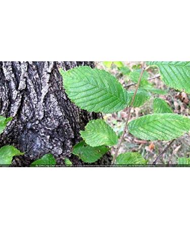 Indigo Herbs Elm bark powder (100 g) - Buy Online on GoSupps.com