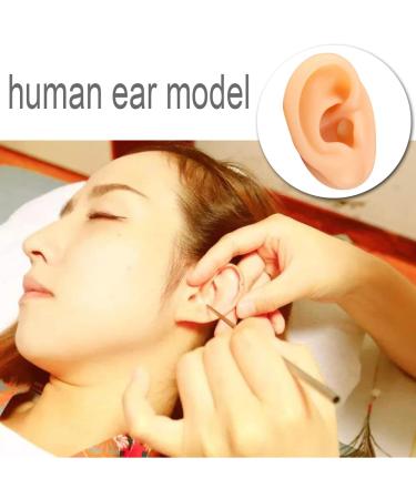 SHENGJMXIN Human Ear Model - Realistic Silicone Right Ear for Ear Picking Piercing Training & Acupuncture Practice Tool - Buy Online on GoSupps.com
