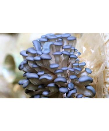 5 Pack Oyster Mushroom Liquid Cultures - Easy Cultivation Solution - Buy Online on GoSupps.com