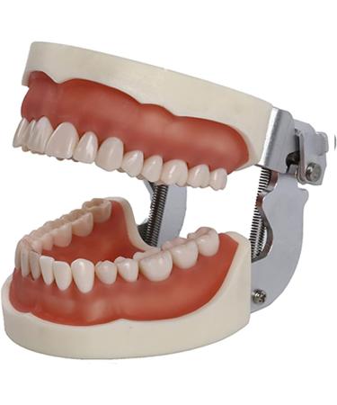 Shop Bovdc Teeth Model - Complete Dental Learning Tool for Tooth Extraction & Patient Communication - Buy Online on GoSupps.com
