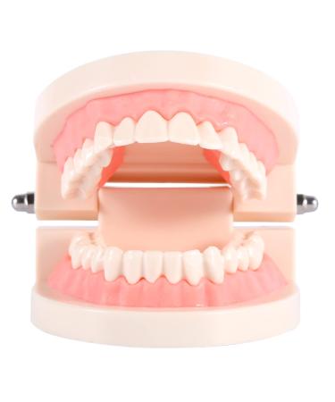 1 Piece Dental Teaching Model PVC Dental Teaching Study Standard Model Demonstration Teach Children How to Brush Teeth