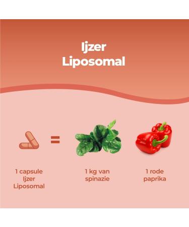 Bandini Liposomal Iron Complex 30 mg with vitamin C folic acid B12 B6 and A High bioavailability against fatigue and exhaustion 60 capsules - Buy Online on GoSupps.com