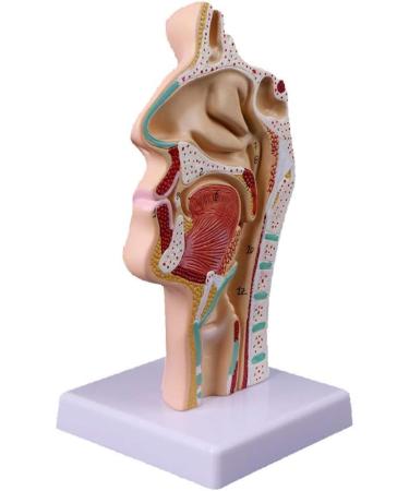 Human Nasal Anatomy Model Pathology Nose Otolaryngology Model Human Nasal Cavity Model Medicine Teaching - Buy Online on GoSupps.com