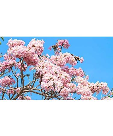 Indigo Herbs Pau D'arco Powder 100g - Buy Online on GoSupps.com