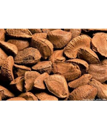 Buy Fresh Raw In-Shell Whole Brazil Nuts - 2.0 Pounds | International Shipping Available - Buy Online on GoSupps.com