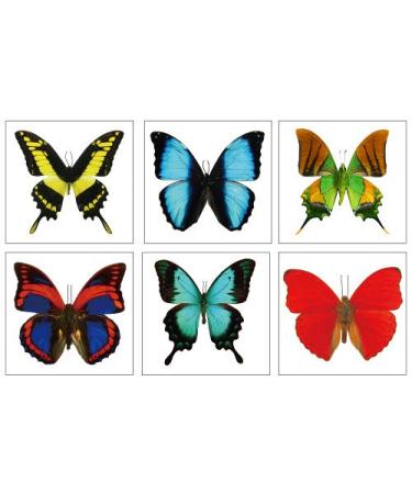 Large Butterfly Temporary Tattoos - Butterfly Utopia (6 Sheets) - Buy Online on GoSupps.com