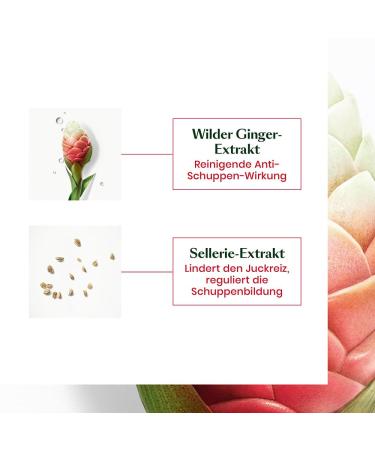 Rene Furterer NEOPUR Scalp Balancing Shampoo for Oily Scalps - Wild Ginger & Celery Seed - 5 fl. oz - Dermatologist Tested - International Shipping Available - Buy Online on GoSupps.com