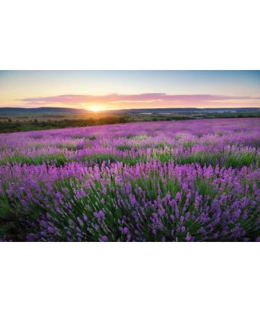 Wild Lavender Hand Soap Set of 2 - Plant-Powered Luxury with Coconut Oil & Essential Oils - 20.5 oz Each - International Shipping Available - Buy Online on GoSupps.com